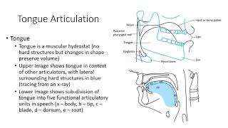 CSD2361 Articulators [upl. by Cara]