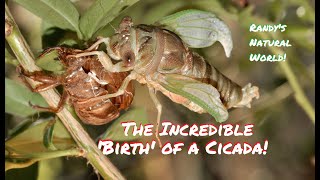 Birth of a Cicada The Final Molt [upl. by Lebasile]