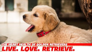 The Heart Health of Golden Retrievers [upl. by Ahselaf]