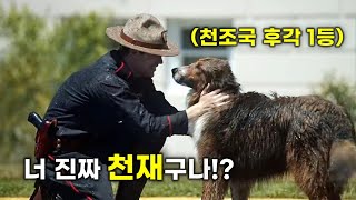 이게 실화라고 버려진 유기견을 입양해 사랑으로 키우면 벌어지는 일 영화리뷰결말포함 [upl. by Patton]