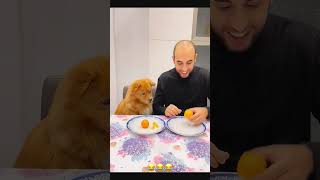 Funny dog 🐶 funny petcommunity funnydog pets petloversunite funnypet duet petloverscommunity [upl. by Anirok383]