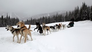 How to drive a dog sled Sun Peaks BC  Dog Sledding in Canada is fun [upl. by Rexferd416]