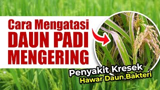 CARA MENGATASI PENYAKIT HAWAR DAUN BAKTERI  KRESEK PADA TANAMAN PADI [upl. by Jaddo]