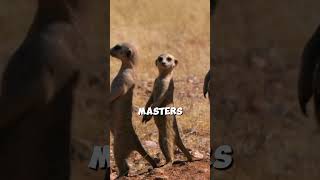 This meerkat can outsmart all its enemies [upl. by Emiolhs]