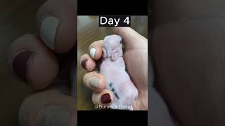 Timelapse Baby Bunnies Growing  Rabbit Babies Day In 10 [upl. by Clapp914]