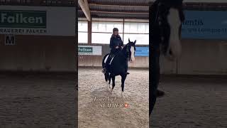 Quarter Horse meets Classical Dressage horse equestrian pferde pferdesport [upl. by Tarsus427]