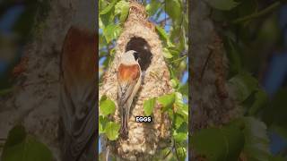 Why Can A Snake Never Eat Penduline Tit Eggs shorts youtubeshorts viralshorts facts [upl. by Nnanerak295]