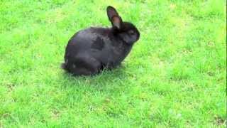 Black Bunny Rabbit Walking Outside [upl. by Dallas]