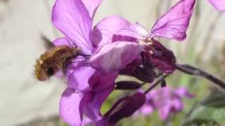 BeeFly  Bee mimic flies  Bombylius major  Loðfluga  Mánasjóður  Tunglblóm  Skordýr [upl. by Stine]