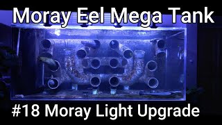 Moray Eel Mega Tank  18  Moray Light Upgrade [upl. by Amihc882]