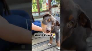 This sound makes puppies TiLT their heads 😂 [upl. by Atworth]