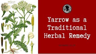 How to Use Yarrow As a Herbal Remedy and Medicine Achillea millefolium [upl. by Ardnas]