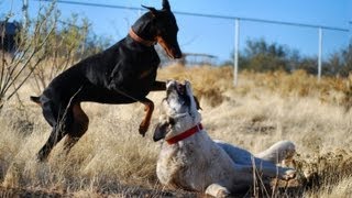 Doberman takes on Kangal  Two breeds playing hard [upl. by Parke]