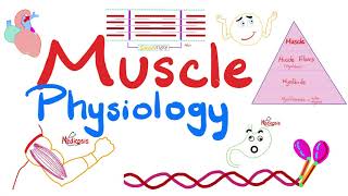 Muscle Structures  Actin Myosin  I band A band H zone M line  Muscle Physiology Series [upl. by Yrek]