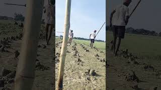 Parwal ki kheti kisan ki khti ka video [upl. by Lucio]