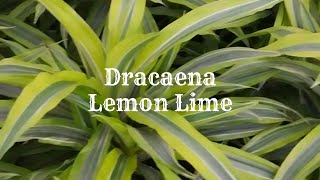 Dracaena Lemon Lime Plant Care Tips  Dracaena Repotting [upl. by Aryek]