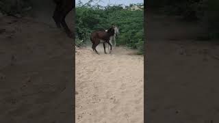 animals donkey youtubeshort breakingnews [upl. by Pandora]