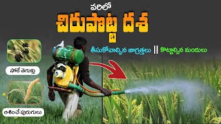 Varilo Potta Dasha  Paddy Pests and Diseases Management Explained in Telugu  Paddy Cultivation [upl. by Bilak130]