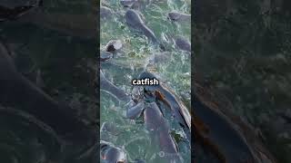 The Goonch Catfish – A River Monster [upl. by Ellatsirhc]