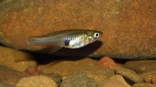 Why Mosquito fish is so Important Gambusia affinis [upl. by Solhcin]