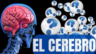 EL CEREBRO y sus PARTES  Todo lo que necesitas saber [upl. by Marcela]