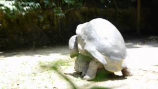 REPRODUCTION DE TORTUES GEANTES [upl. by Kinata]