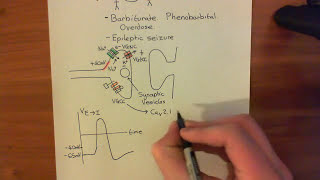 Long Term Potentiation and NMDA Receptors Part 2 [upl. by Serene]