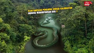 Inilah Penampakan Ular Raksasa 40 Meter Penghuni Sungai Kalimantan Yang Baru² Ini Gemparkan Dunia [upl. by Aihsot]