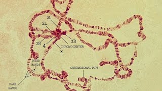 LACTOPROPIONICORCEIN STAINED POLYTENE CHROMOSOME OF Drosophila sp [upl. by Arocat]