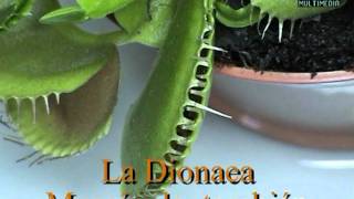 Dionaea Muscípula cazando moscampg [upl. by Dnilazor]