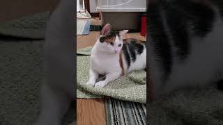 Why Do Cats Get Their Way calico cat [upl. by Reve]