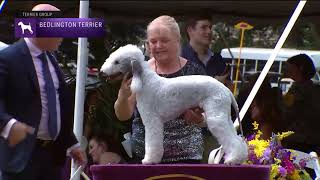 Bedlington Terriers  Breed Judging 2022 [upl. by Grania961]