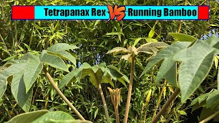 Tetrapanax Rex Vs Running Bamboo [upl. by Eirrod551]