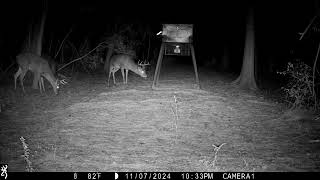 Several Bucks On Back Road In November [upl. by Ragucci]