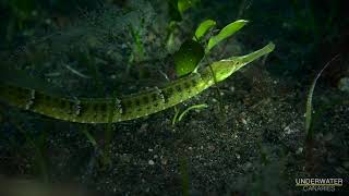 Different pipefish species  Underwater Canaries [upl. by Hanid196]