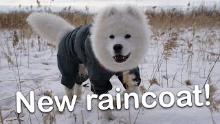 Samoyed Buys A New Raincoat  Cuteness Alert😍 [upl. by Siloa998]