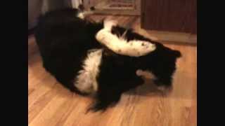 Border Collie and Yorkie playing [upl. by Ten]