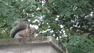 Science naturae  Sciurus carolinensis Gmelin 1788 North Italy Lombardia province of Milan [upl. by Argella]