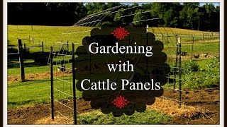 Gardening with Cattle Panels [upl. by Ayr]