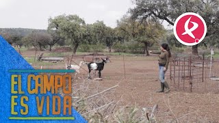 Estas tres cabras son las elegidas para mantener el rebaño caprino de Chabeli  El campo es vida [upl. by Carlile779]