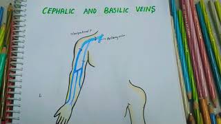 CEPHALIC  BASILIC  MEDIAN CUBITAL VEIN  Origin  Drainage  Uses  All you need to know [upl. by Merth738]