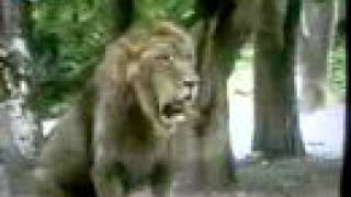 Asiatic Lion chasing Male Tiger [upl. by Omar587]