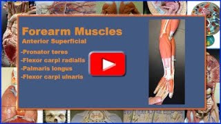 Superficial Forearm Muscles Origin Insertion Action Innervation and Blood Supply [upl. by Nnainot]