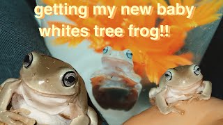 Getting My New Blue Eyed Honey Whites Tree Frog [upl. by Minni]