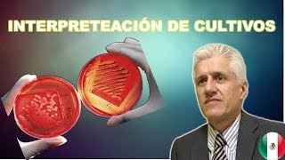 Microbiologia Cómo interpretar un cultivo Dr Alejandro Macías [upl. by Aneez313]