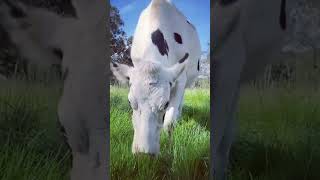 🔴  DAIRY COWS  HOLSTEIN Cattle ✅ Biggest Bulls And Cow [upl. by Graaf]