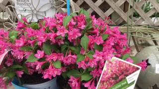 Sonic Bloom® Pink Weigela  wwwgardencrossingscom [upl. by Arvie]