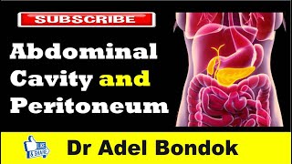 Abdominal Cavity Planes Compartments and Peritoneum Dr Adel Bondok [upl. by Teerprug345]