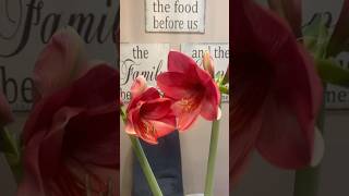 How AMARYLLIS bloom butiful flowers it opened in 4 days amazing view [upl. by Aidnac552]