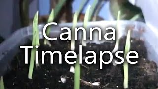 Canna Tuerckheimii Germination and Growth Time Lapse [upl. by Krein928]